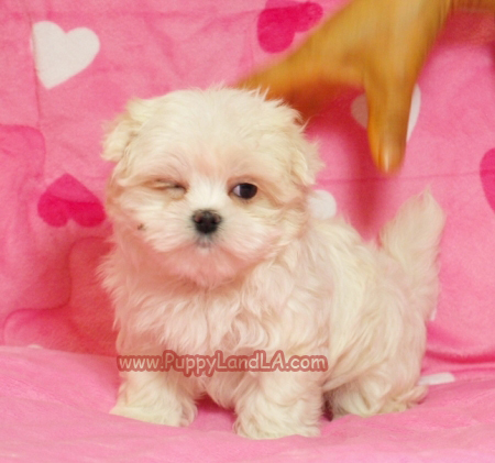 teacup yorkie
